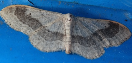    (Idaea aversata)       .  