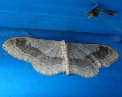    (Idaea aversata)       .  