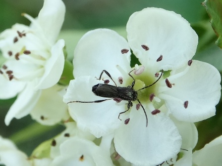    (Molorchus umbellatarum),  ,      .  