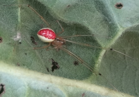   (Enoplognatha ovata) ,      .  