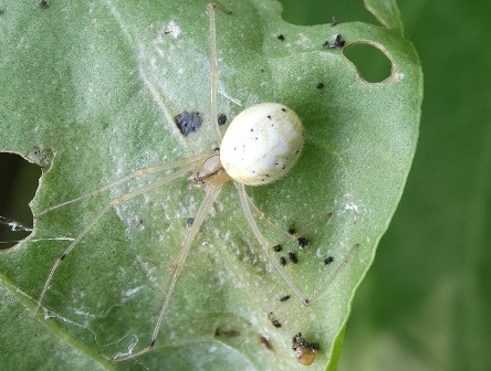   (Enoplognatha ovata) ,      .  