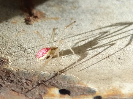   (Enoplognatha ovata) ,      .  