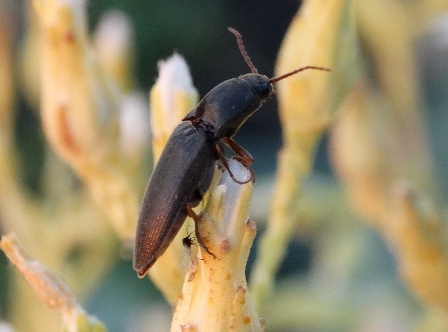   (Agriotes gurgistanus) ,      .  