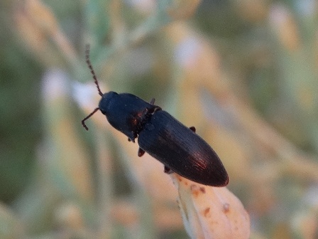   (Agriotes gurgistanus) ,      .  
