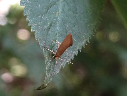 Crassa unitella ,      .  