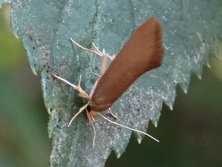 Crassa unitella ,      .  