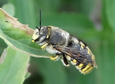   (Anthidium manicatum),    ,      .  