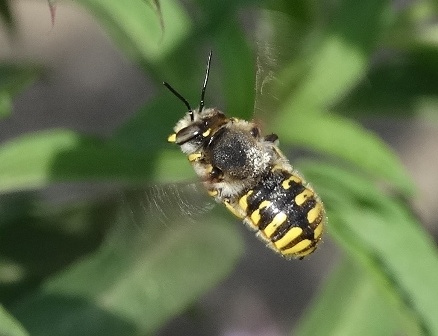   (Anthidium manicatum),    ,      .  