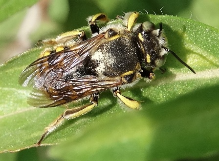   (Anthidium manicatum),    ,      .  