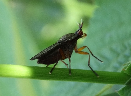   (Coremacera marginata)      .  