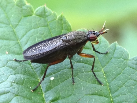   (Coremacera marginata)      .  