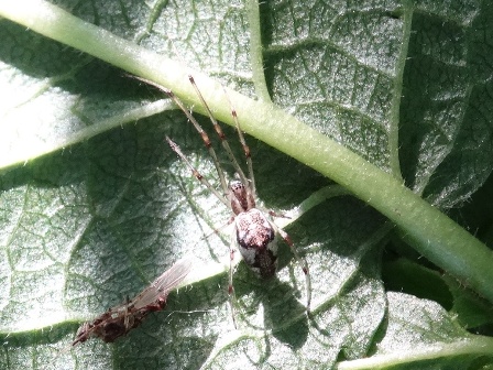   (Tetragnatha obtuse)      .  