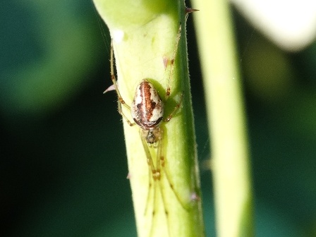   (Tetragnatha obtuse)      .  