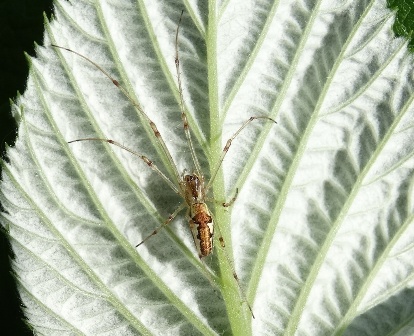   (Tetragnatha obtuse)      .  