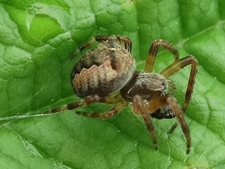   (Araneus angulatus)      .  