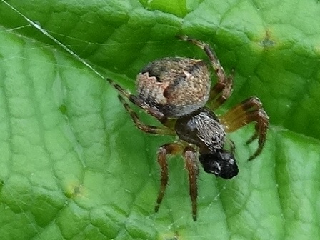   (Araneus angulatus)      .  