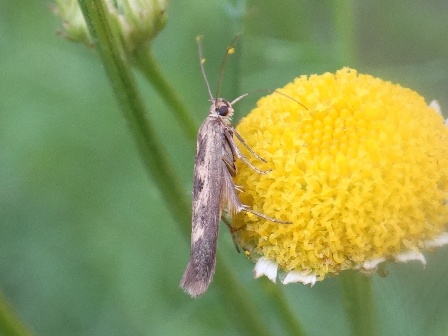    (Scythris limbella),         .  