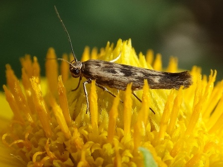    (Scythris limbella),         .  