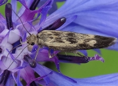    (Scythris limbella),         .  