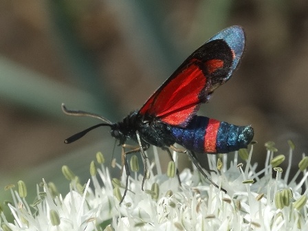   (Zygaena lonicerae) ,      .  