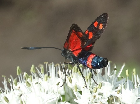   (Zygaena lonicerae) ,      .  