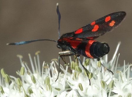   (Zygaena lonicerae) ,      .  