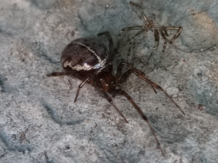   (Steatoda castanea),  ,   ,      .  