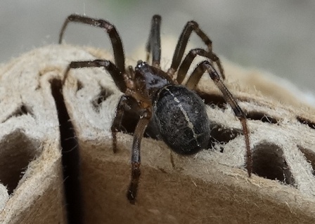   (Steatoda castanea),  ,   ,      .  