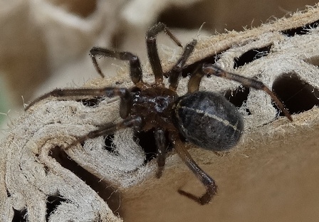   (Steatoda castanea),  ,   ,      .  