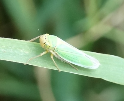   (Cicadella viridis) ,      .  