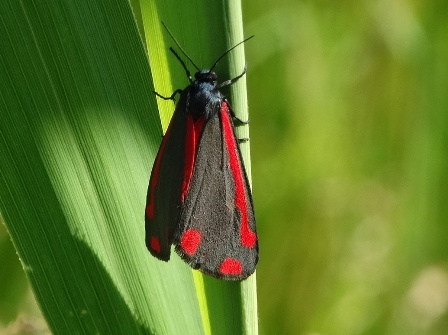   (Tyria jacobaeae),    ,      .  
