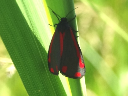   (Tyria jacobaeae),    ,      .  