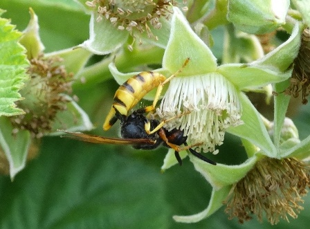   (Philanthus friangulum),    ,      .  