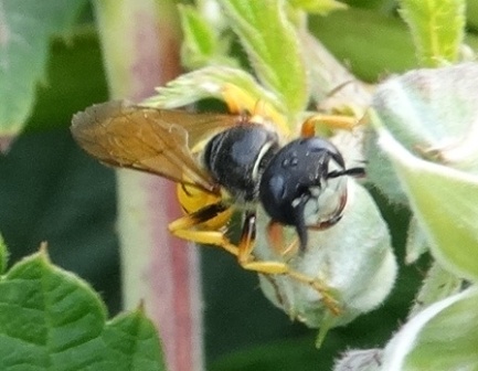   (Philanthus friangulum),    ,      .  