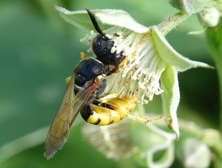   (Philanthus friangulum),    ,      .  