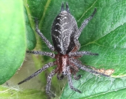   (Agelena labyrinthica)      .  