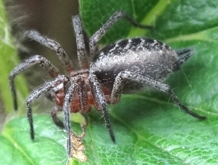   (Agelena labyrinthica)      .  