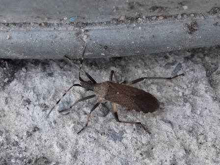   (Dicranocephalus agilis)      .  