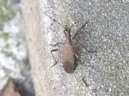   (Dicranocephalus agilis)      .  