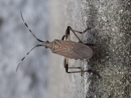   (Dicranocephalus agilis)      .  