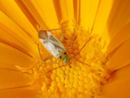   (Adelphocoris lineolatus),        .  