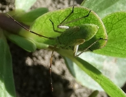   (Adelphocoris lineolatus),        .  