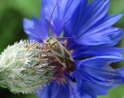   (Adelphocoris lineolatus),        .  