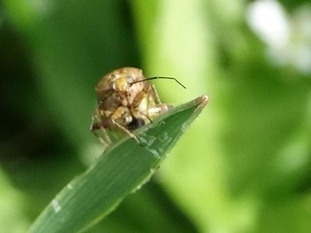   (Lygus rugulipennis)      .  