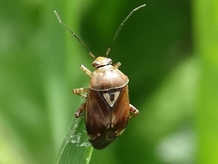   (Lygus rugulipennis)      .  