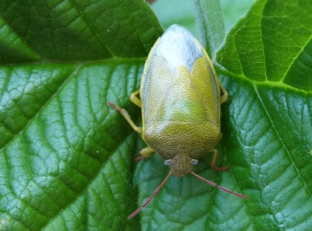   (Piezodorus lituratus),        .  