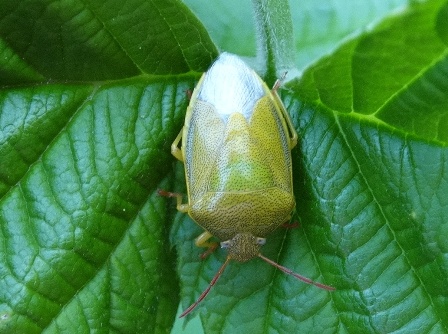   (Piezodorus lituratus),        .  