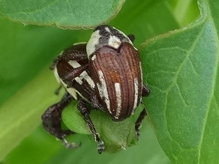   (Sternuchopsis karelini)     .  