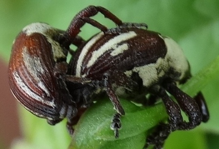   (Sternuchopsis karelini)     .  