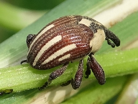   (Sternuchopsis karelini)     .  